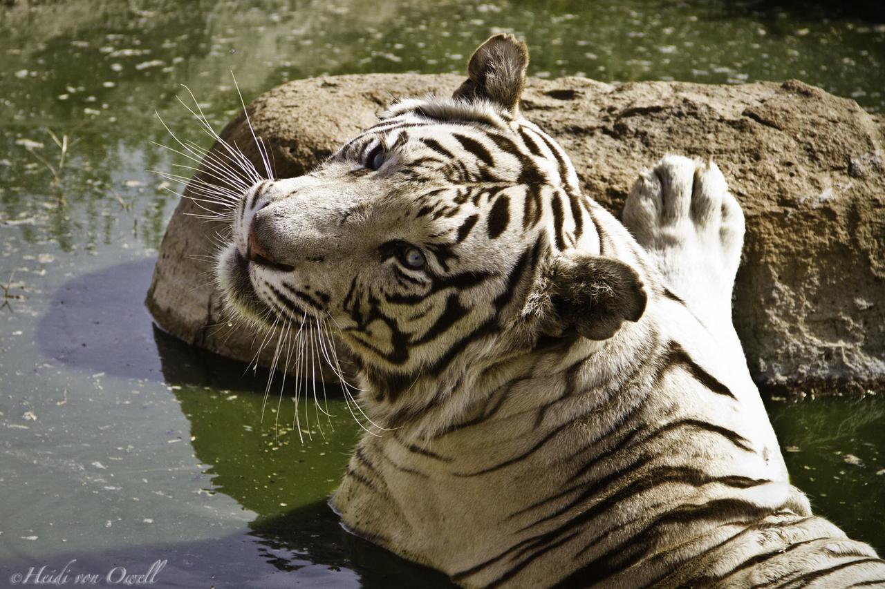 Boskoppie Lion & Tiger Reserve Kroonstad Exterior photo